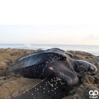 گونه لاکپشت چرمی Leatherback Turtle